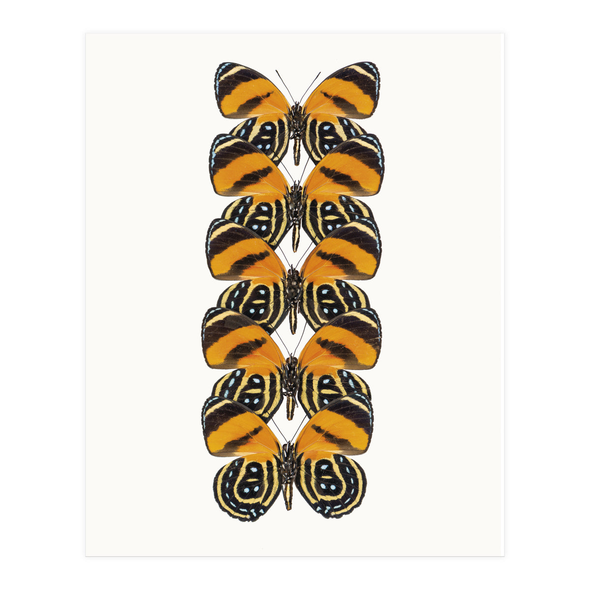 Cc Butterflies 07 (Print Only)