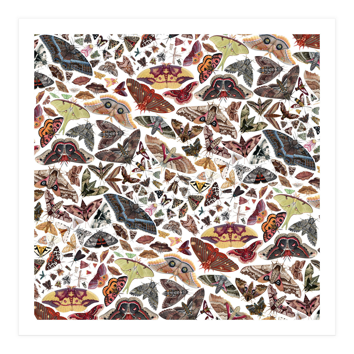 Moths of North America Pattern (Print Only)
