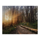The Wood Line I (Print Only) thumbnail