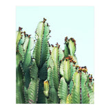 Cactus Love (Print Only) thumbnail