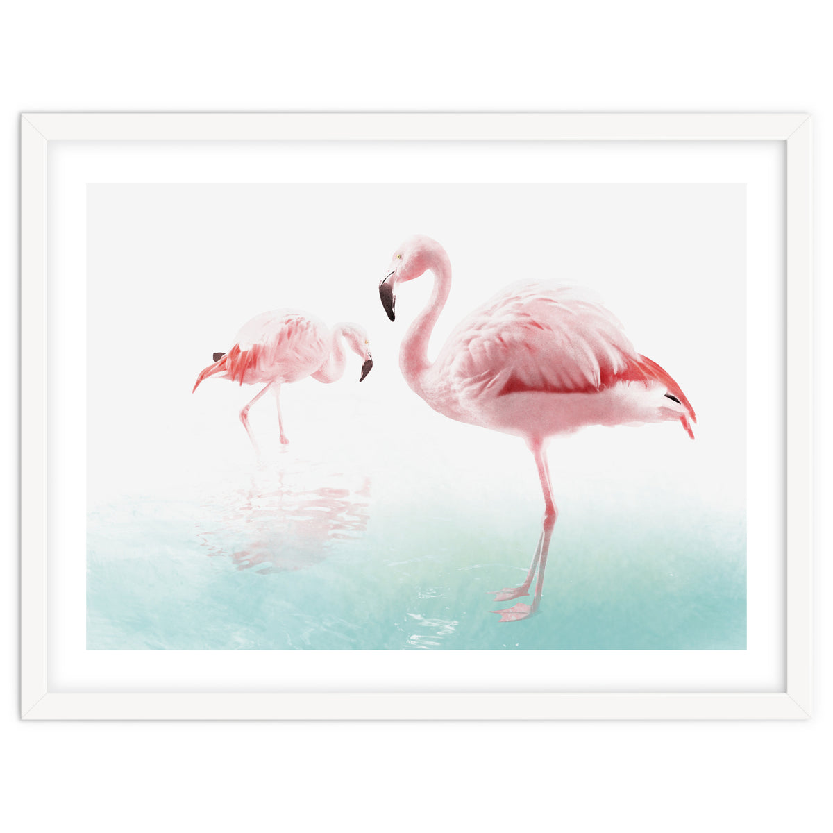 Flamingos
