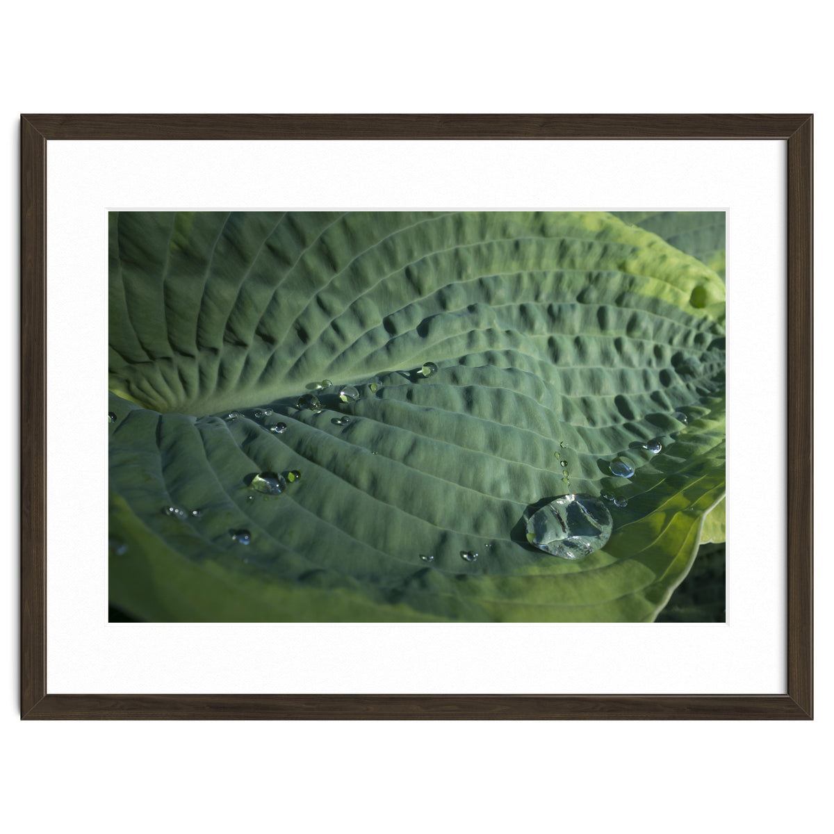 Hosta With Raindrops