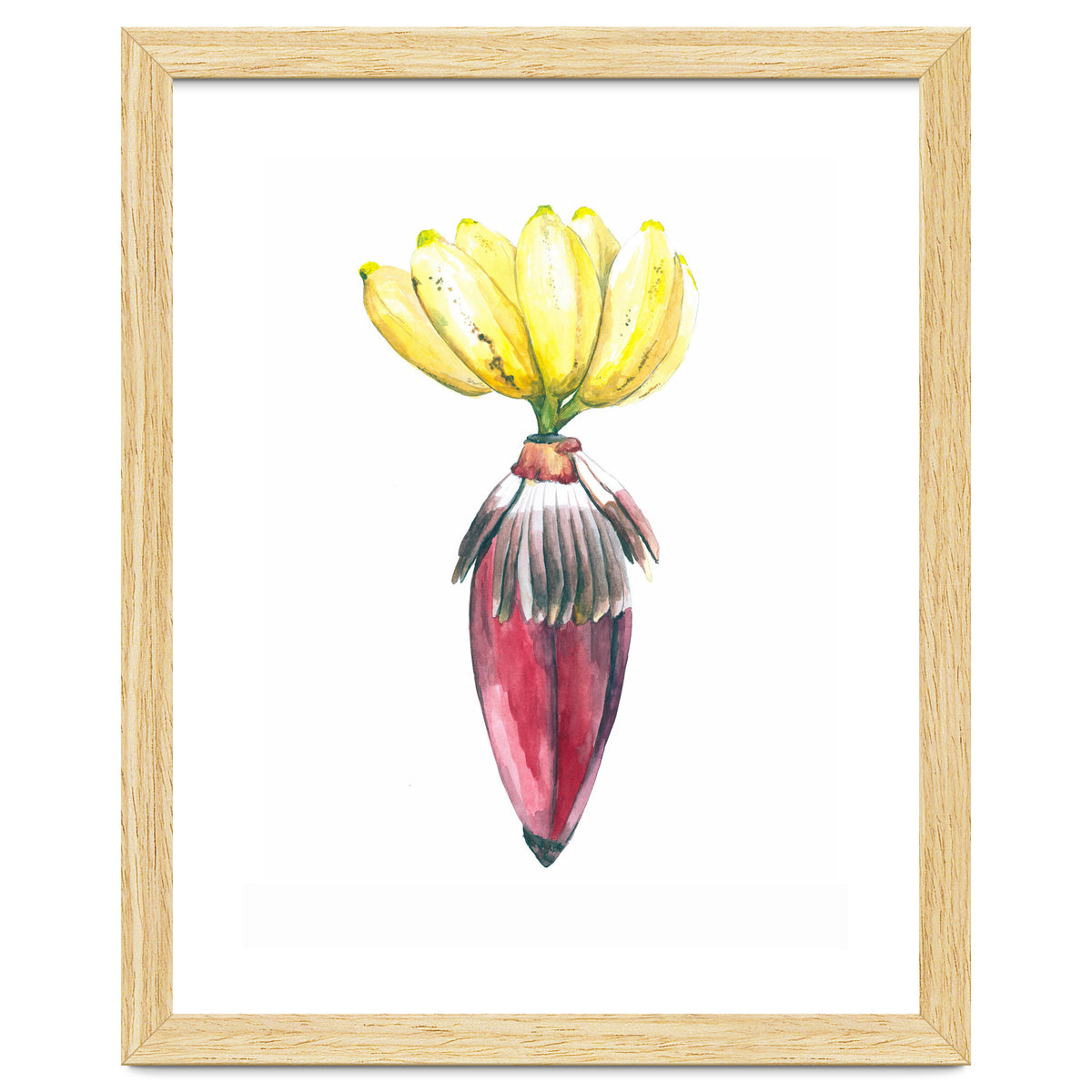 Botanical Illustration Banana