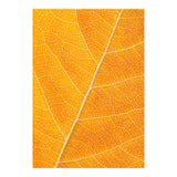 Autumn Leaf (Print Only) thumbnail