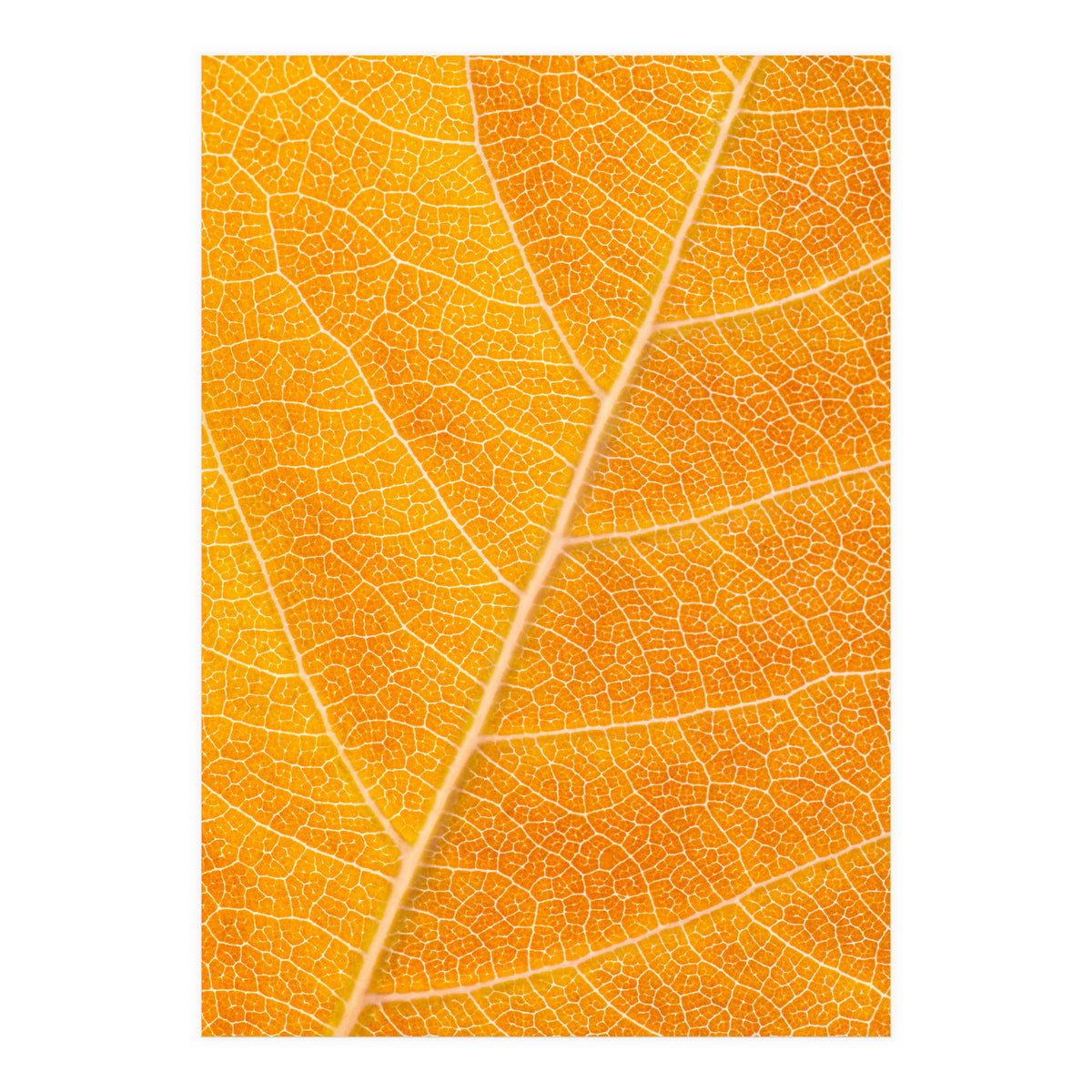 Autumn Leaf (Print Only)