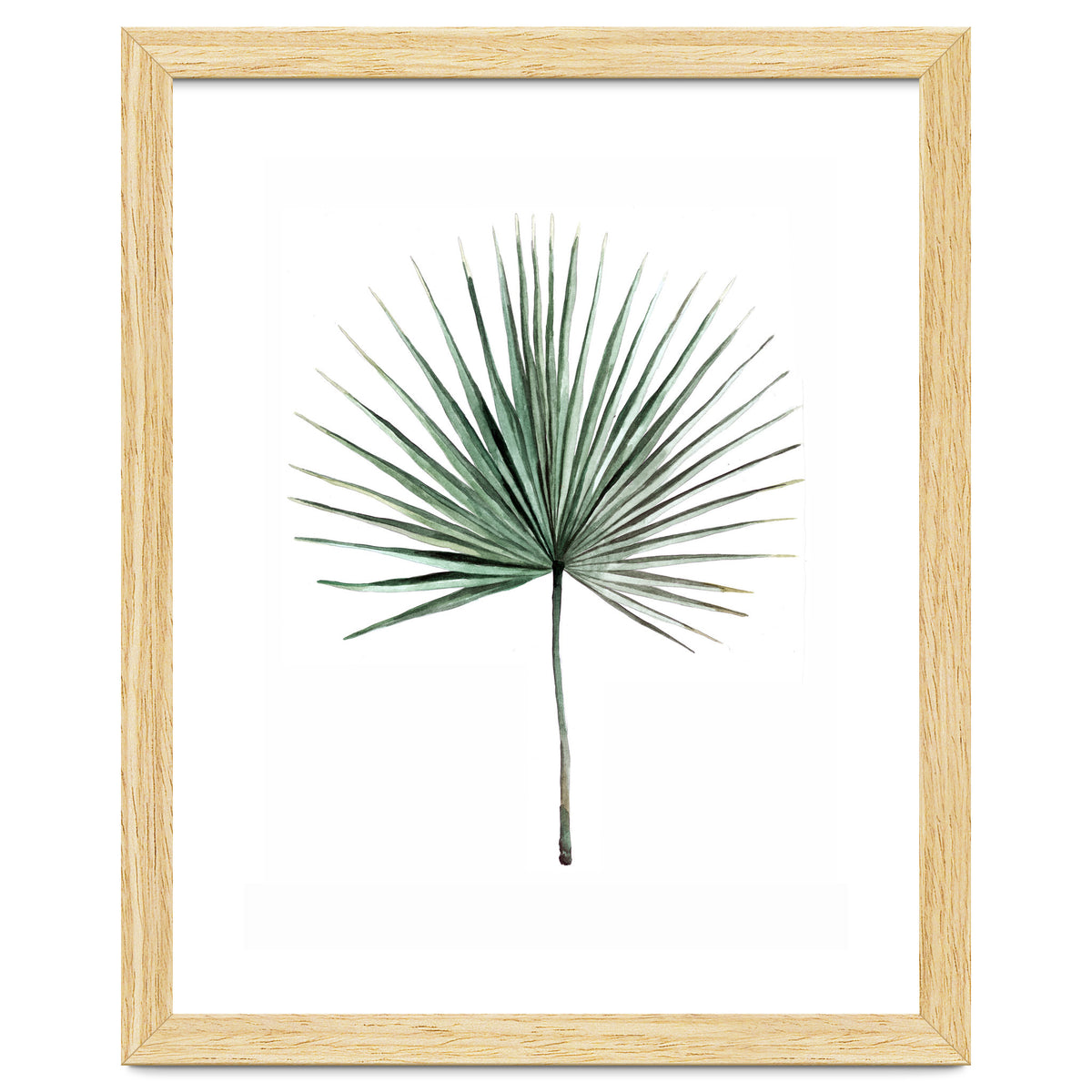 Botanical Illustration Fanpalm