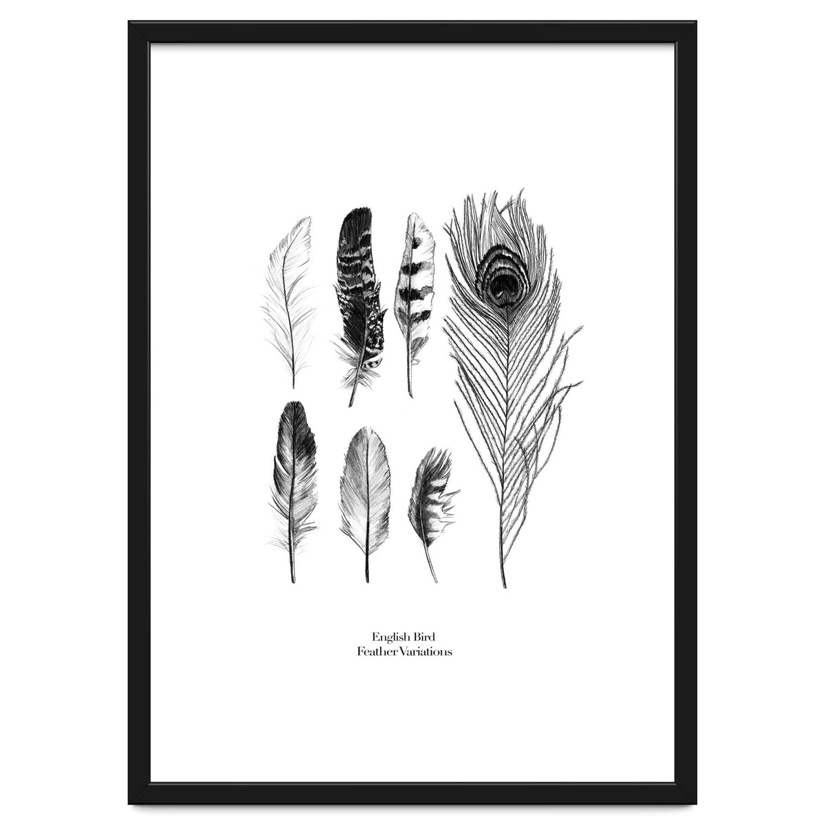 English Feather Variations