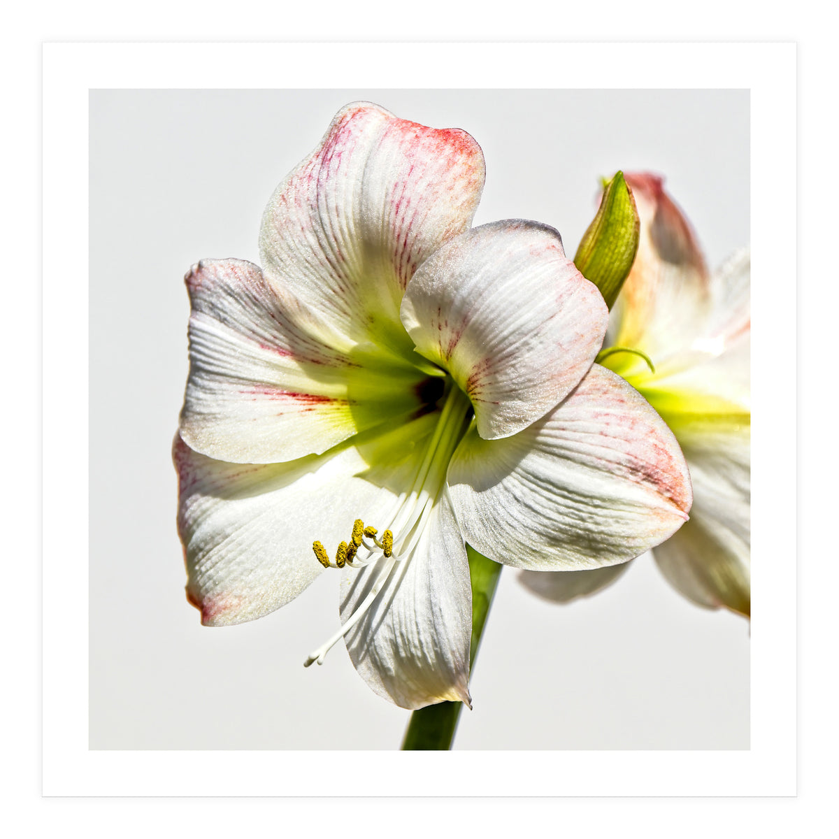Amaryllis 1 (Print Only)