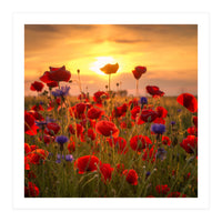 Poppies (Print Only)