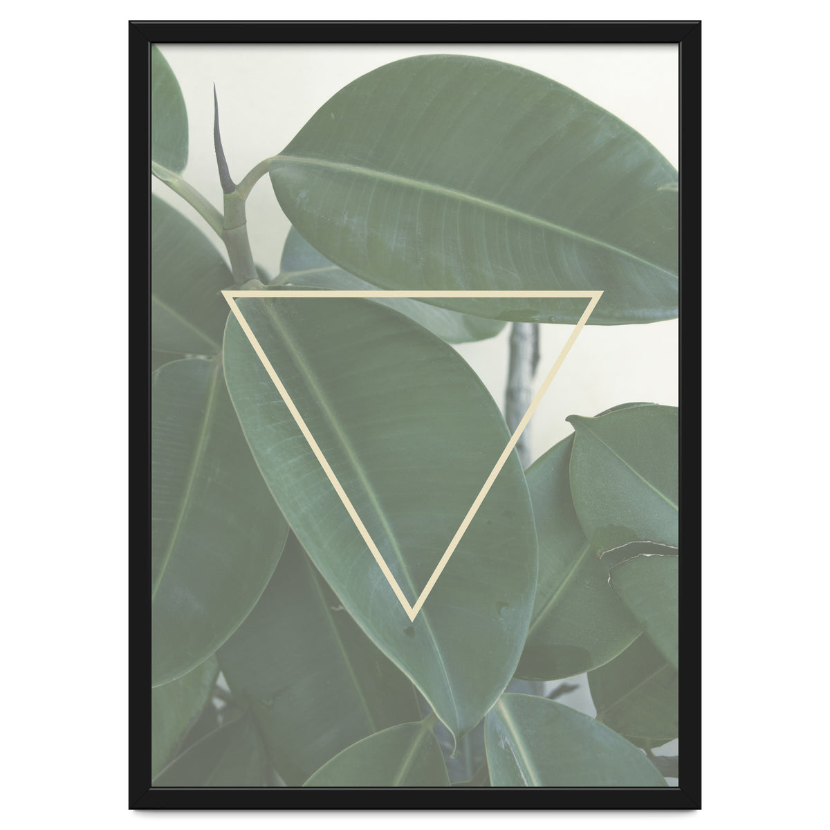 ficus triangle