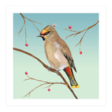 Bohemian waxwing (Print Only) thumbnail
