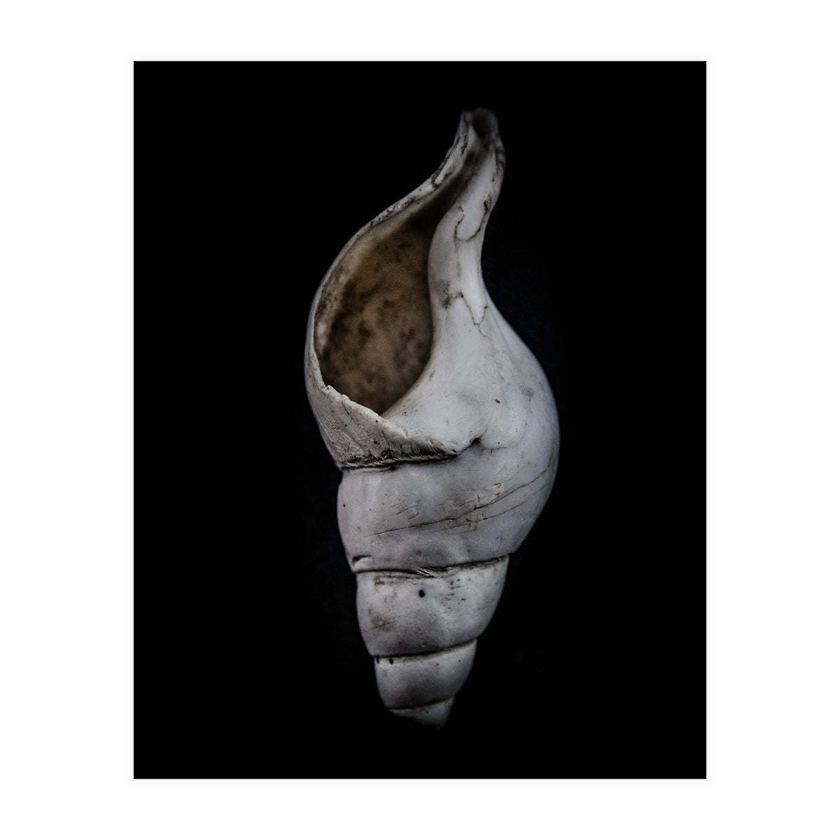 Shells No 12 Color Version (Print Only)