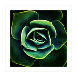 DARKSIDE OF SUCCULENTS XIV (Print Only) thumbnail