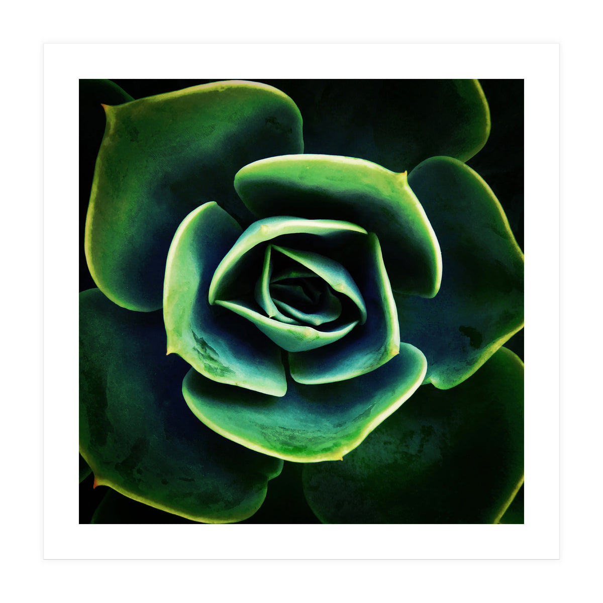 DARKSIDE OF SUCCULENTS XIV (Print Only)