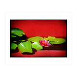 Pond lily (Print Only) thumbnail