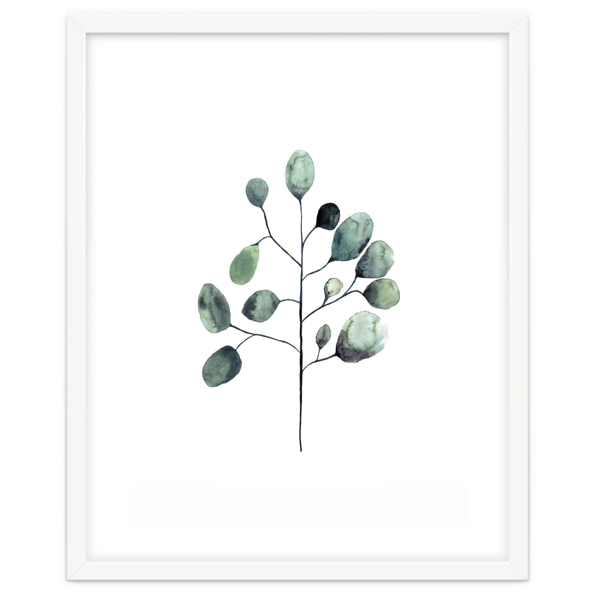 Botanical Illustration Eukalyptus