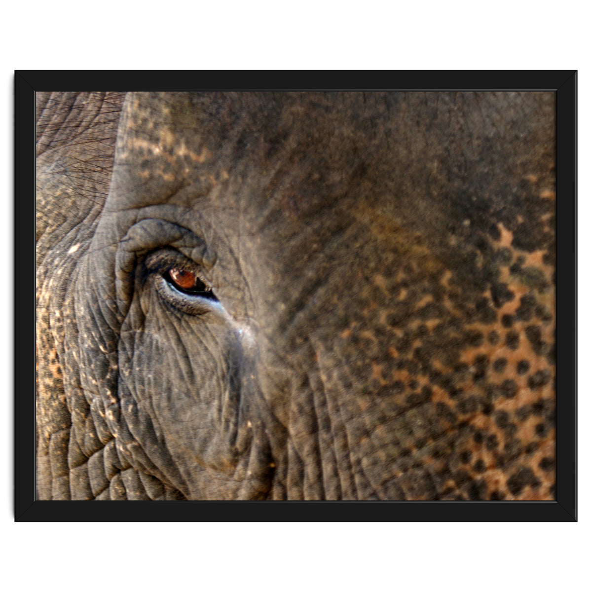 Face To Face - Elephant eye