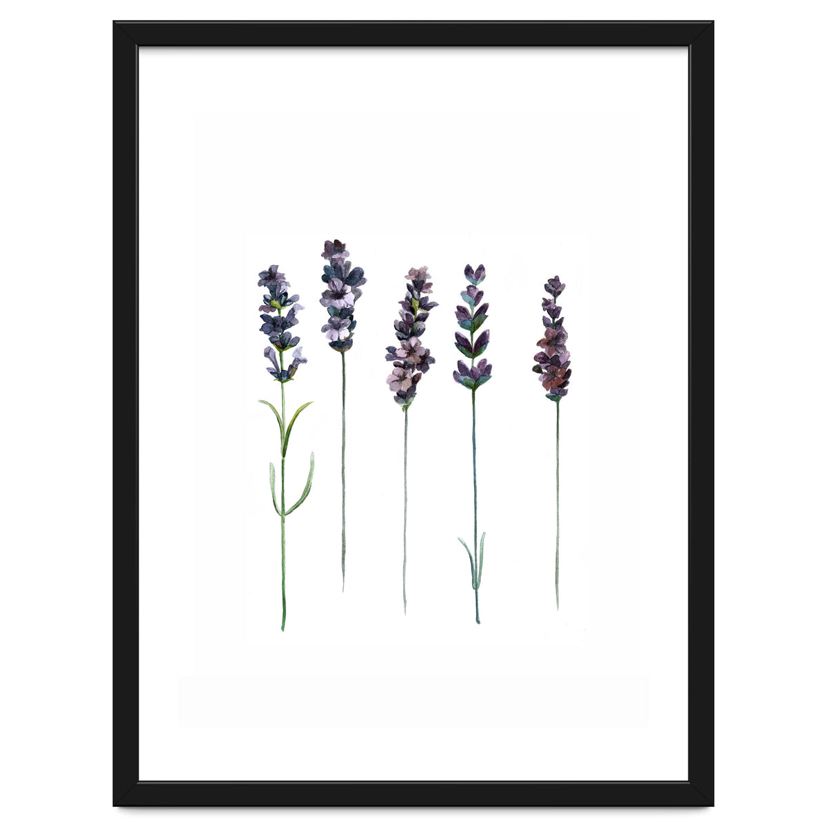 Botanical Illustration Lavender
