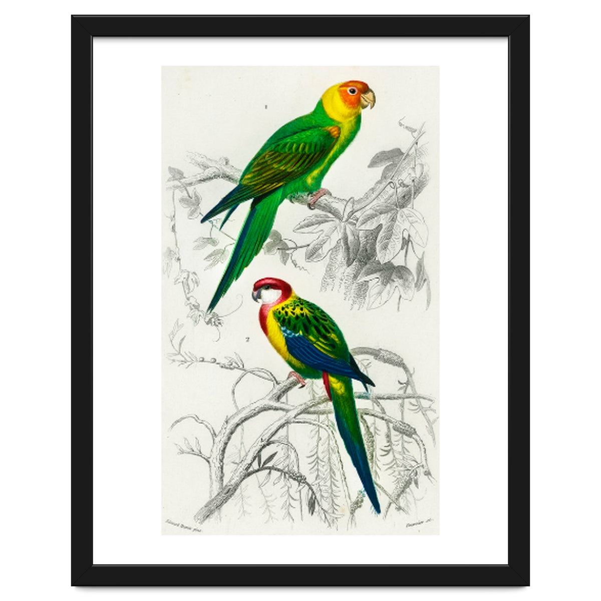 Different types of birds illustrated