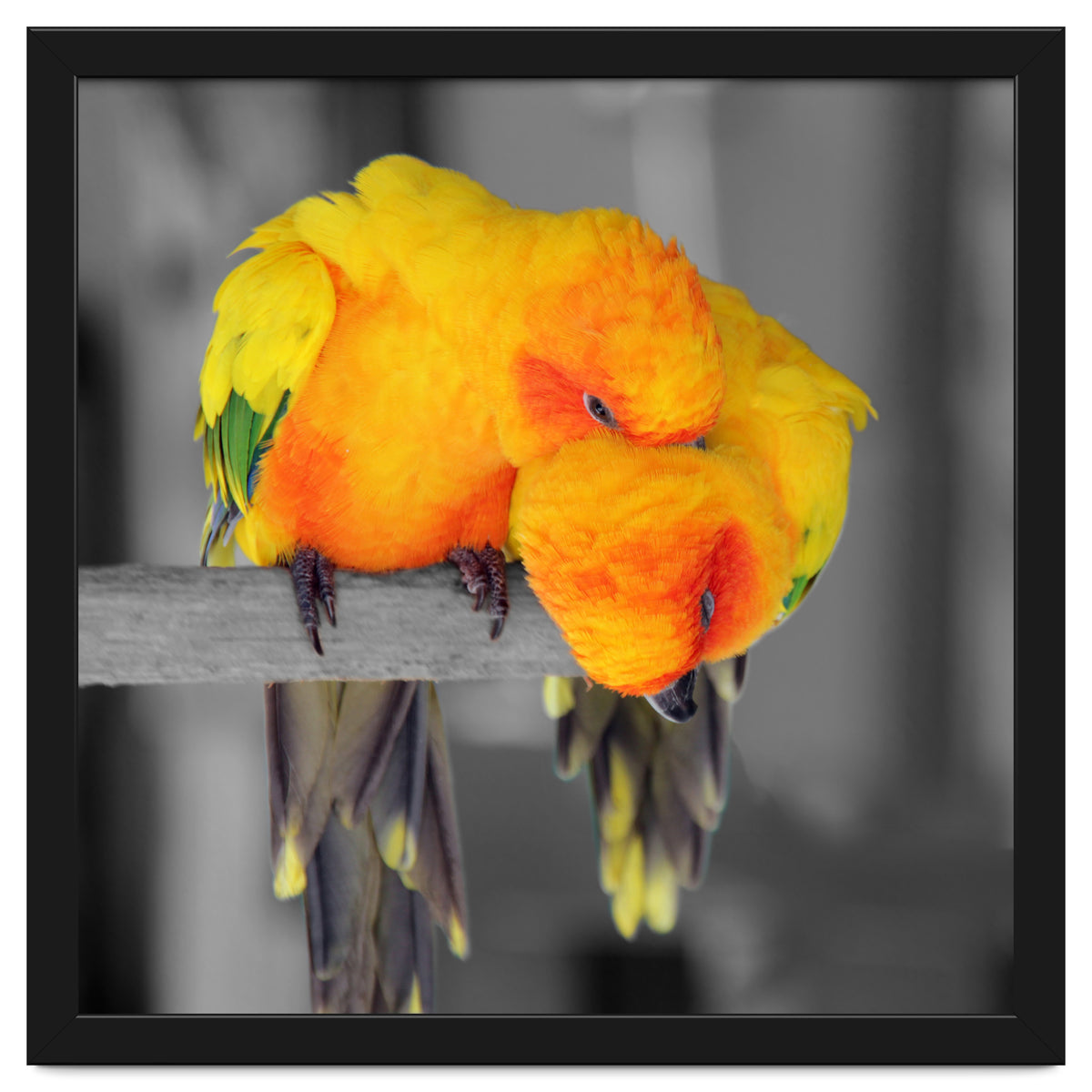 Two sun conures