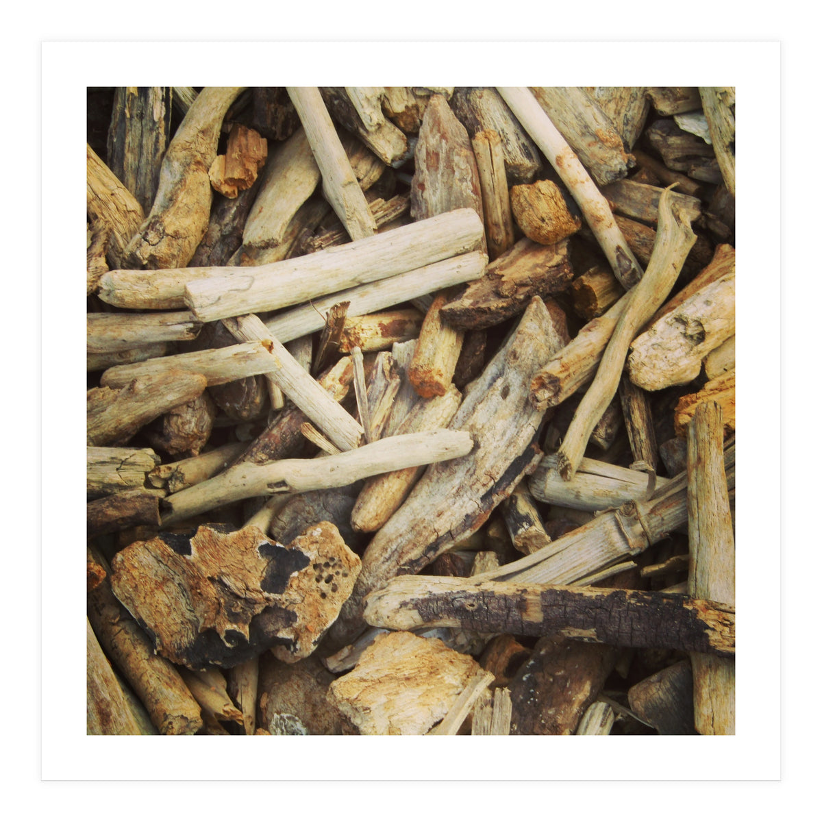 Driftwood (Print Only)