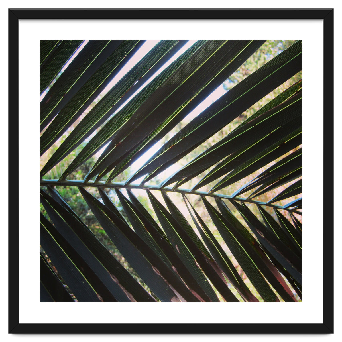Palm leaf