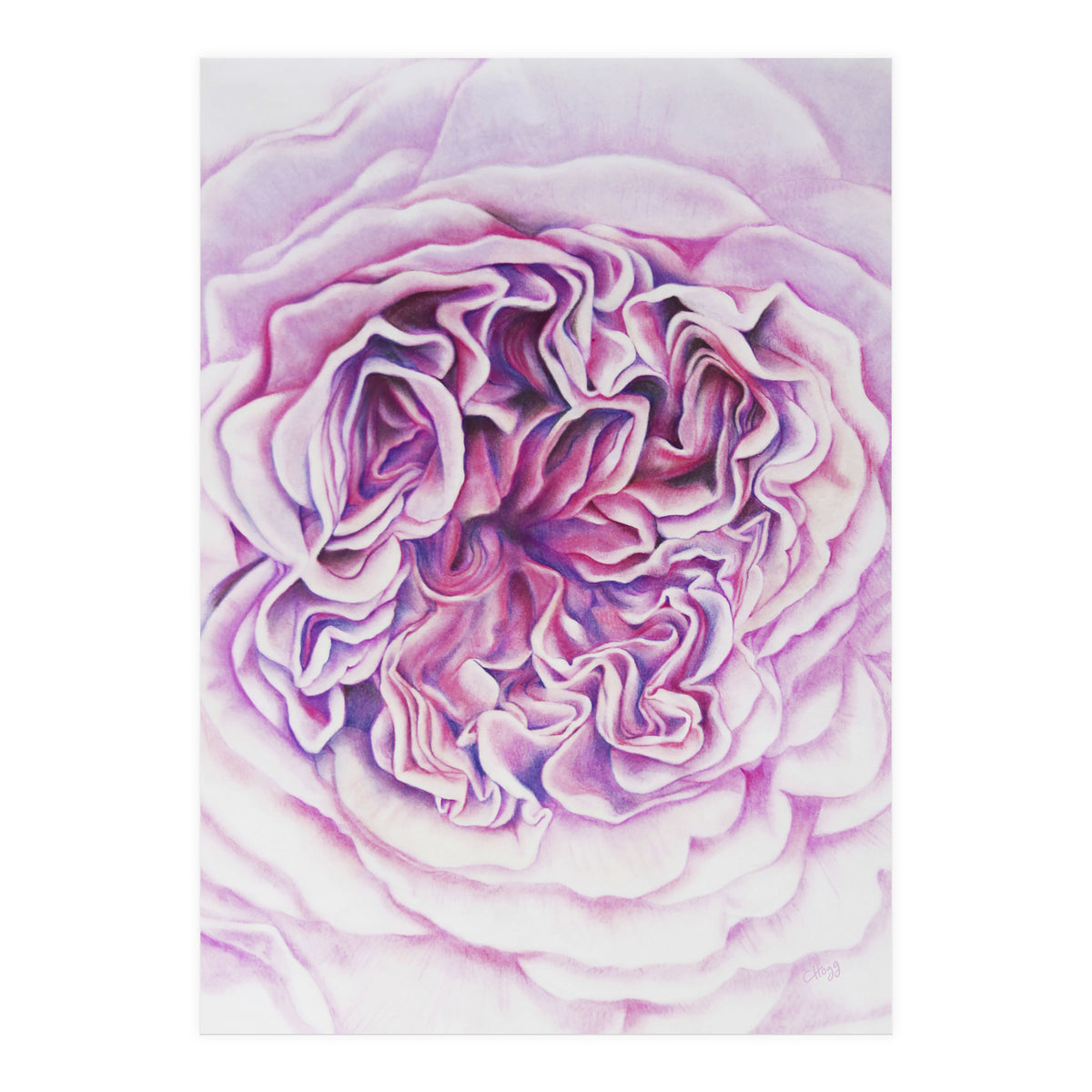 A Rose Is A Rose Std (Print Only)