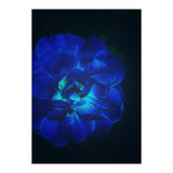Lucky Blue Rose (Print Only) thumbnail