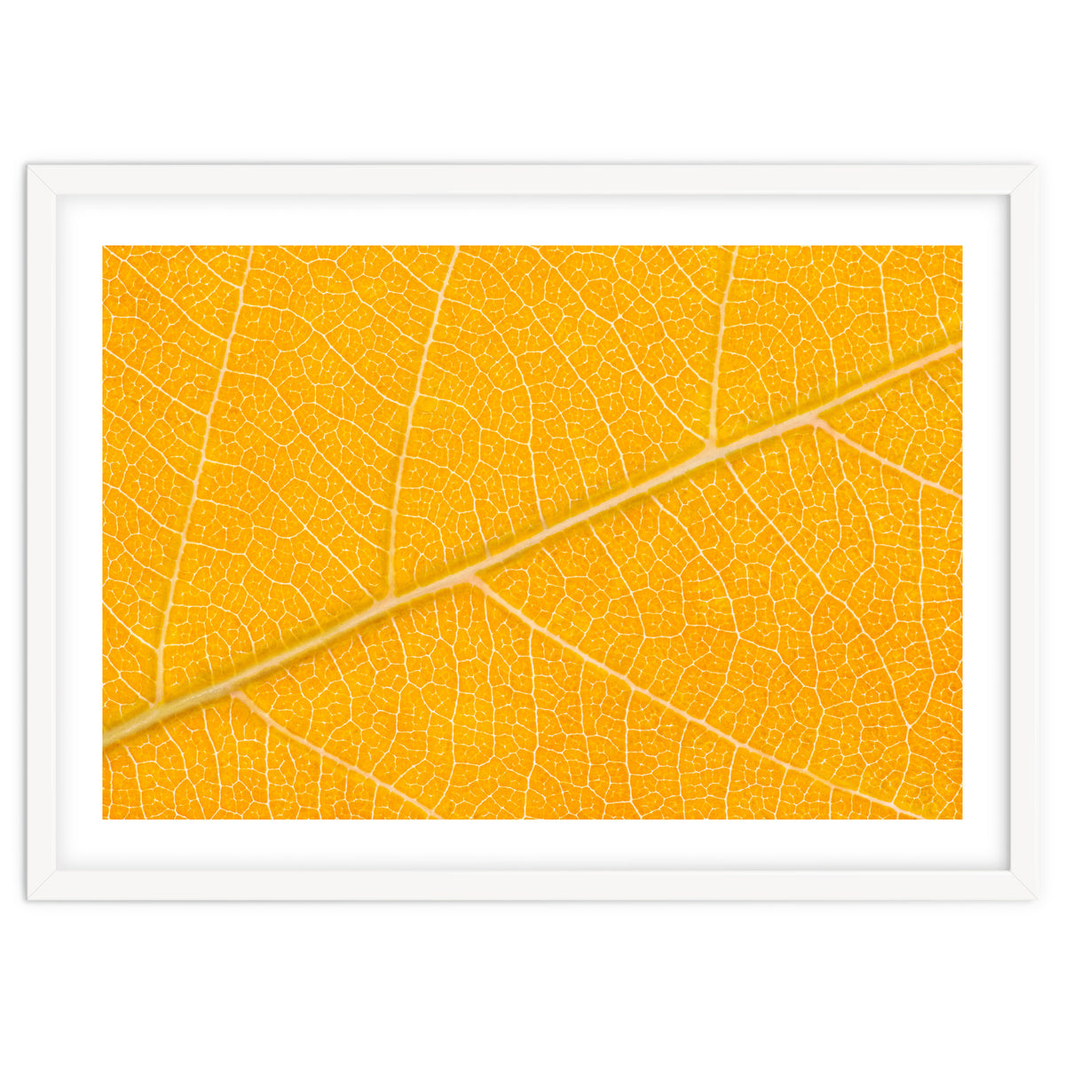Autumn Leaf