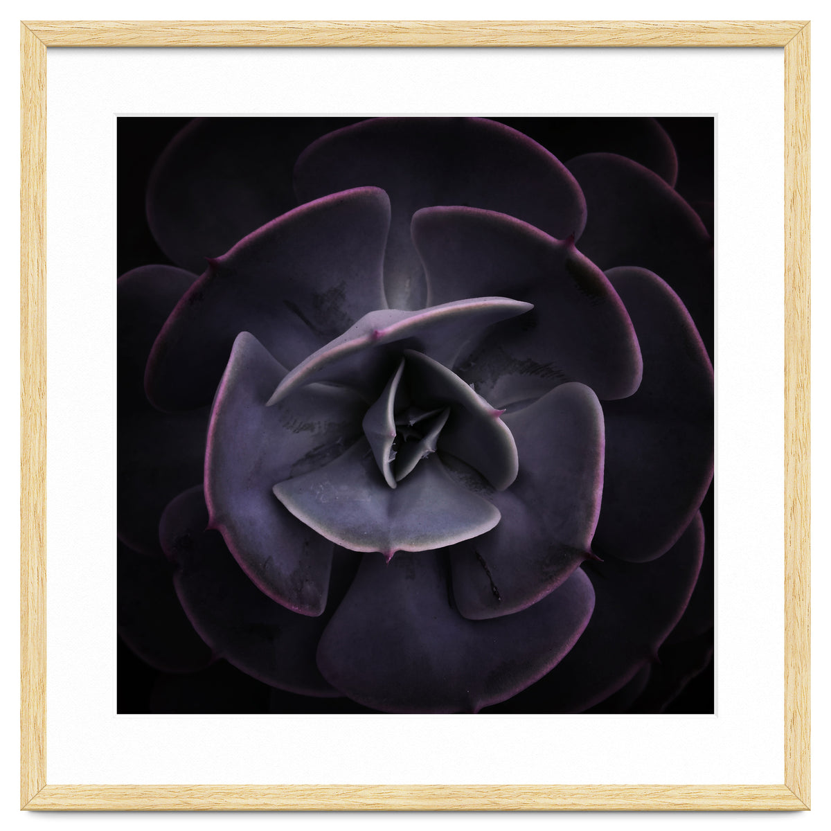 DARKSIDE OF SUCCULENTS VIII