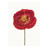 Cc Poppy 05 (Print Only) thumbnail