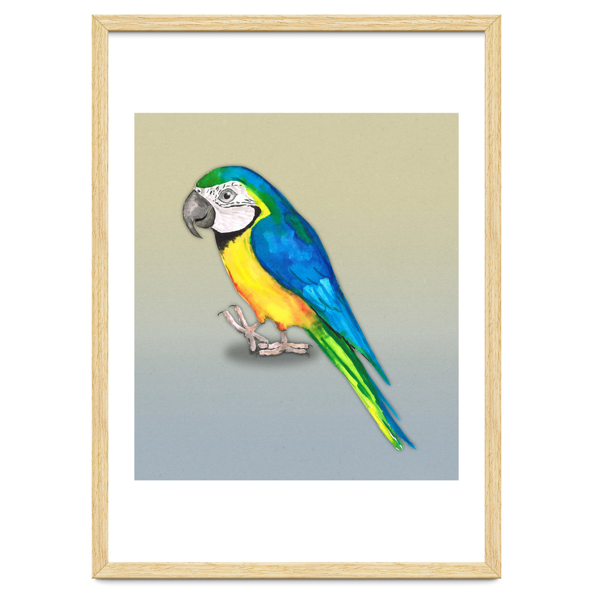 Blue and yellow macaw