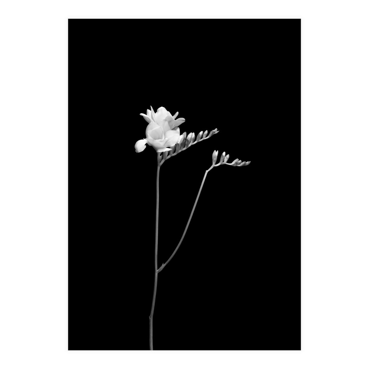 Freesia | dark design  (Print Only)