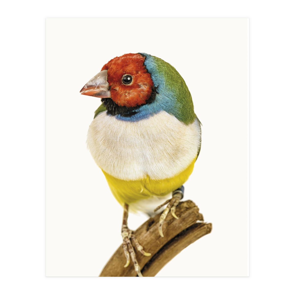 Cc Birds 06 (Print Only)