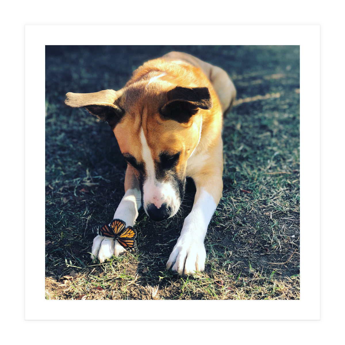 Cooper With Butterfly (Print Only)