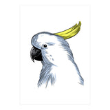 Skecth Macaw (Print Only) thumbnail