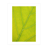 Autumn Leaf (Print Only) thumbnail