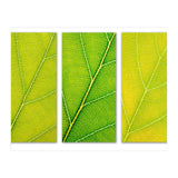 Autumn Leaves (Print Only) thumbnail
