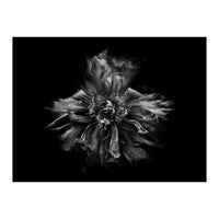 Backyard Flowers In Black And White No 49 (Print Only)