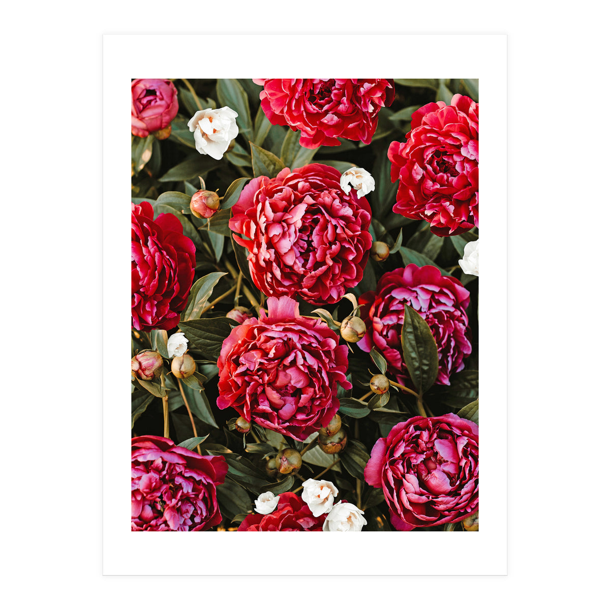 Blossom Love (Print Only)