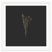 Moody Golden Botanicals - Square