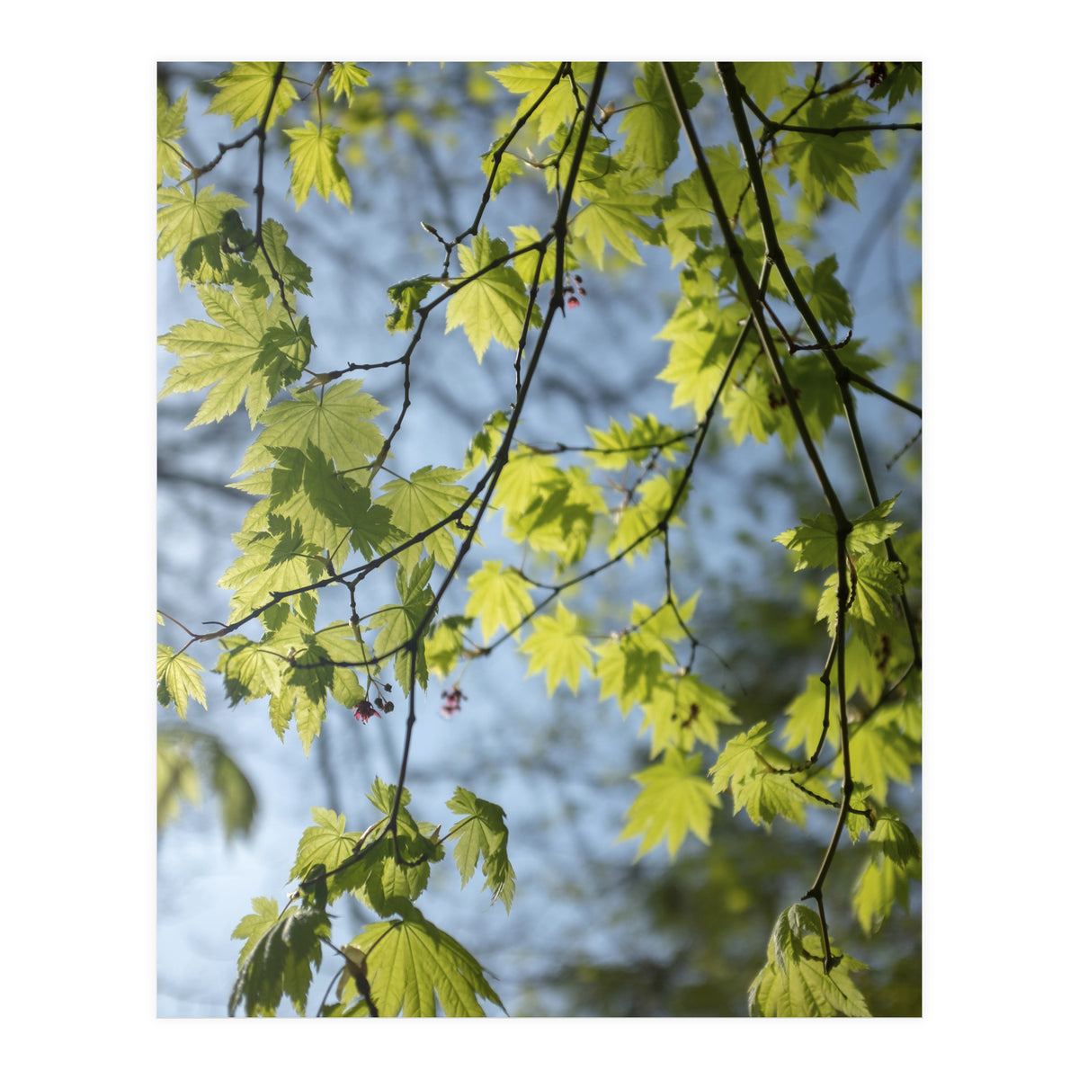 Wellbeing (Print Only)