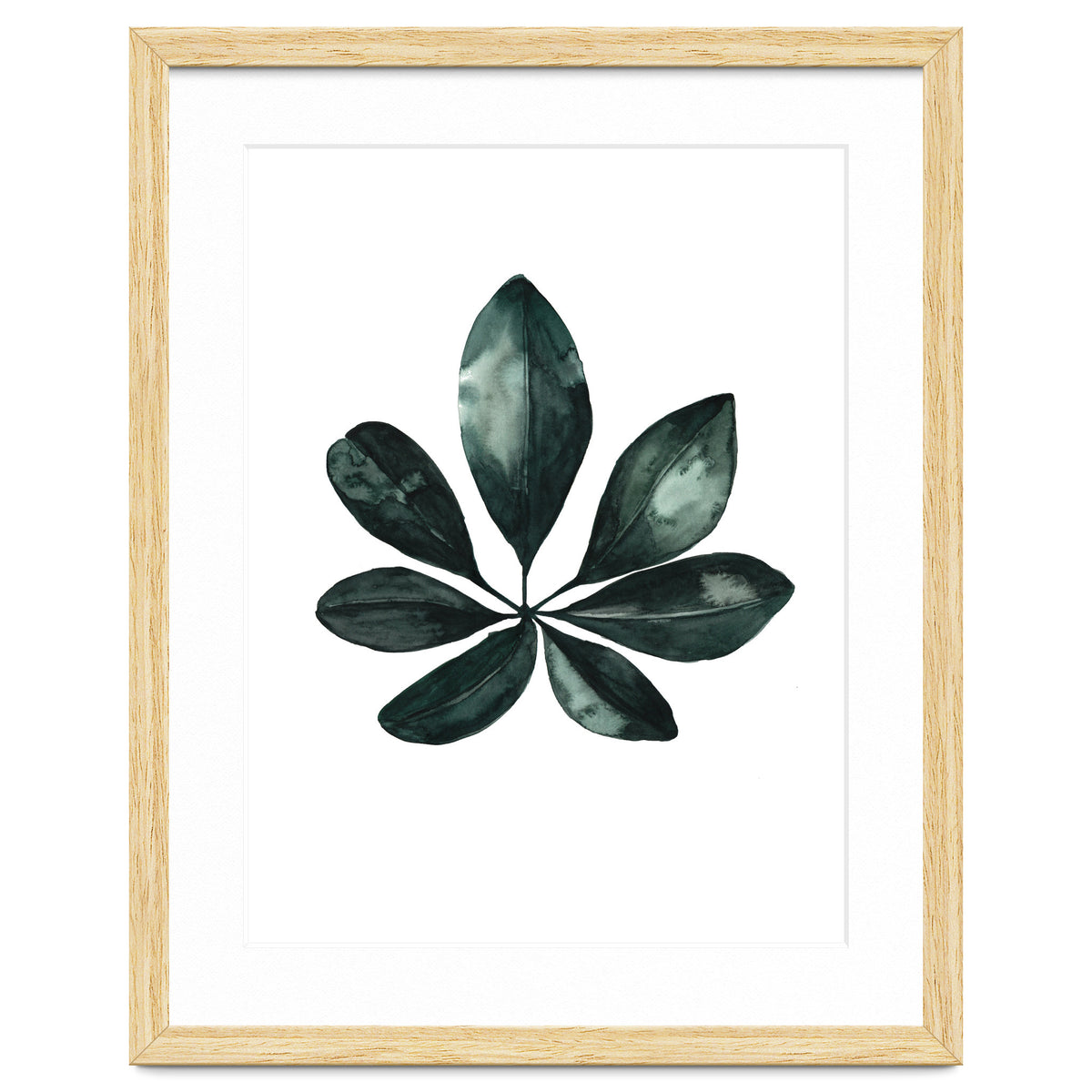 Botanical Illustration Arboricola Schefflera