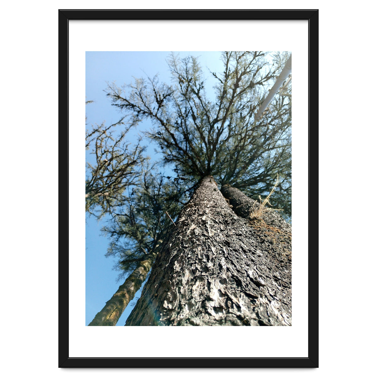 Ataraxia - Tree Series 1