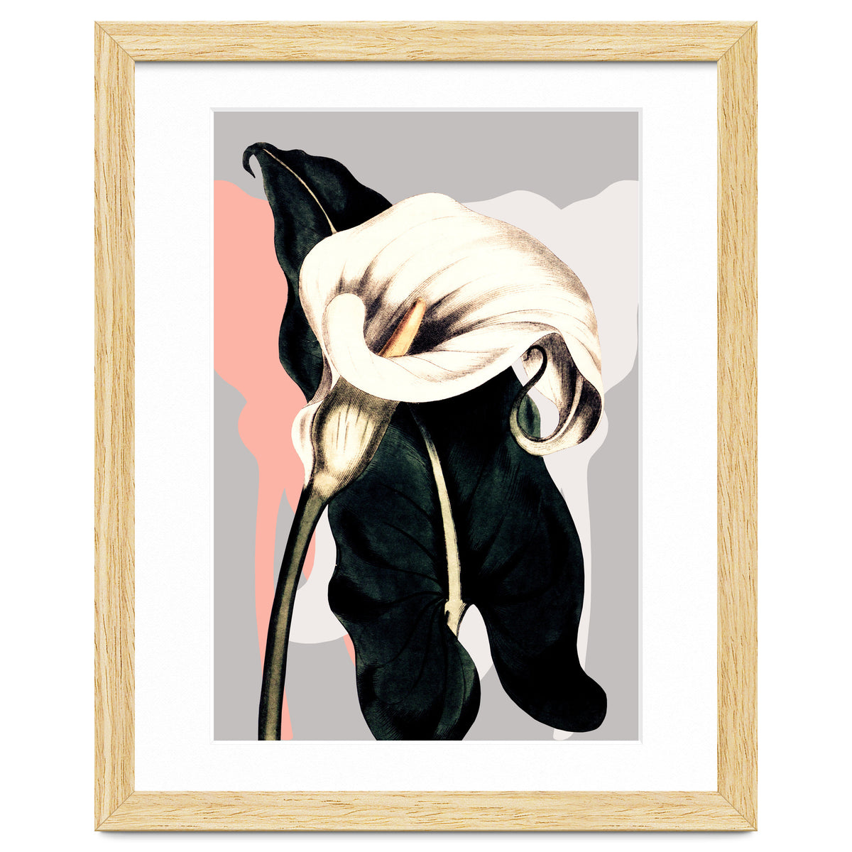 Calla lily flower