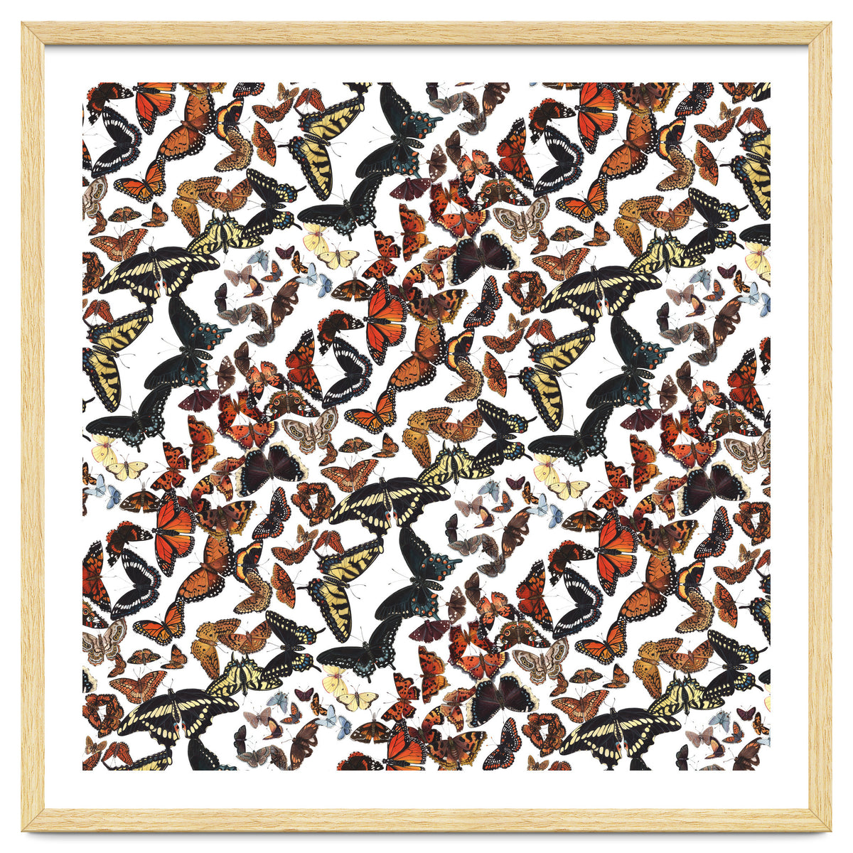 Maine Butterflies Pattern