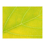 Autumn Leaf (Print Only) thumbnail