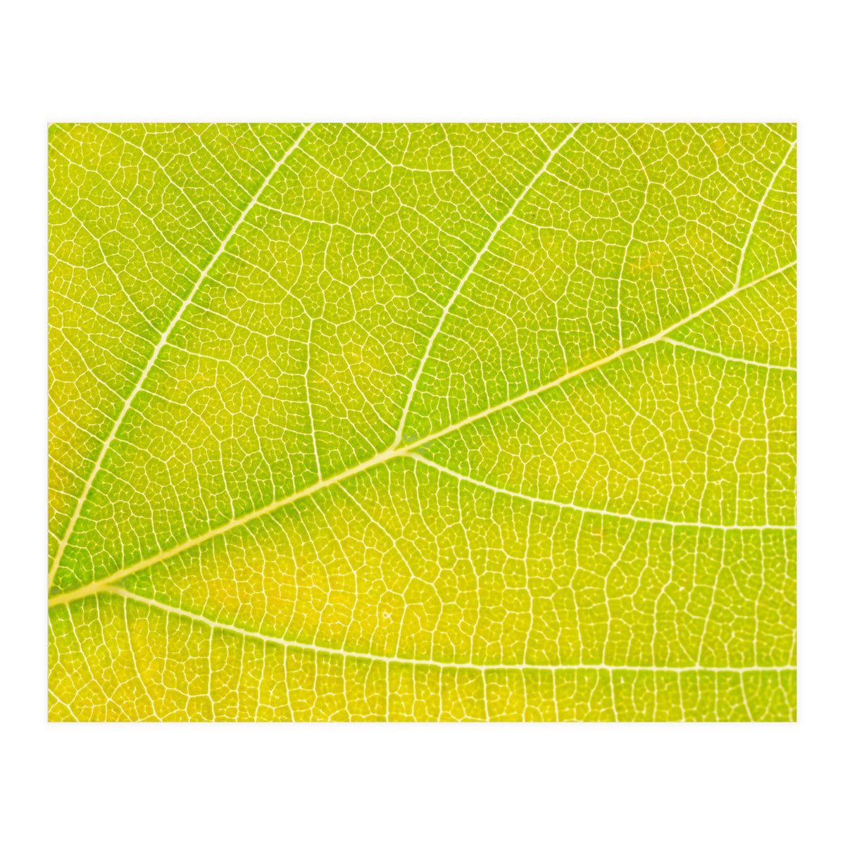 Autumn Leaf (Print Only)