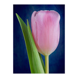 Tulip (Print Only) thumbnail