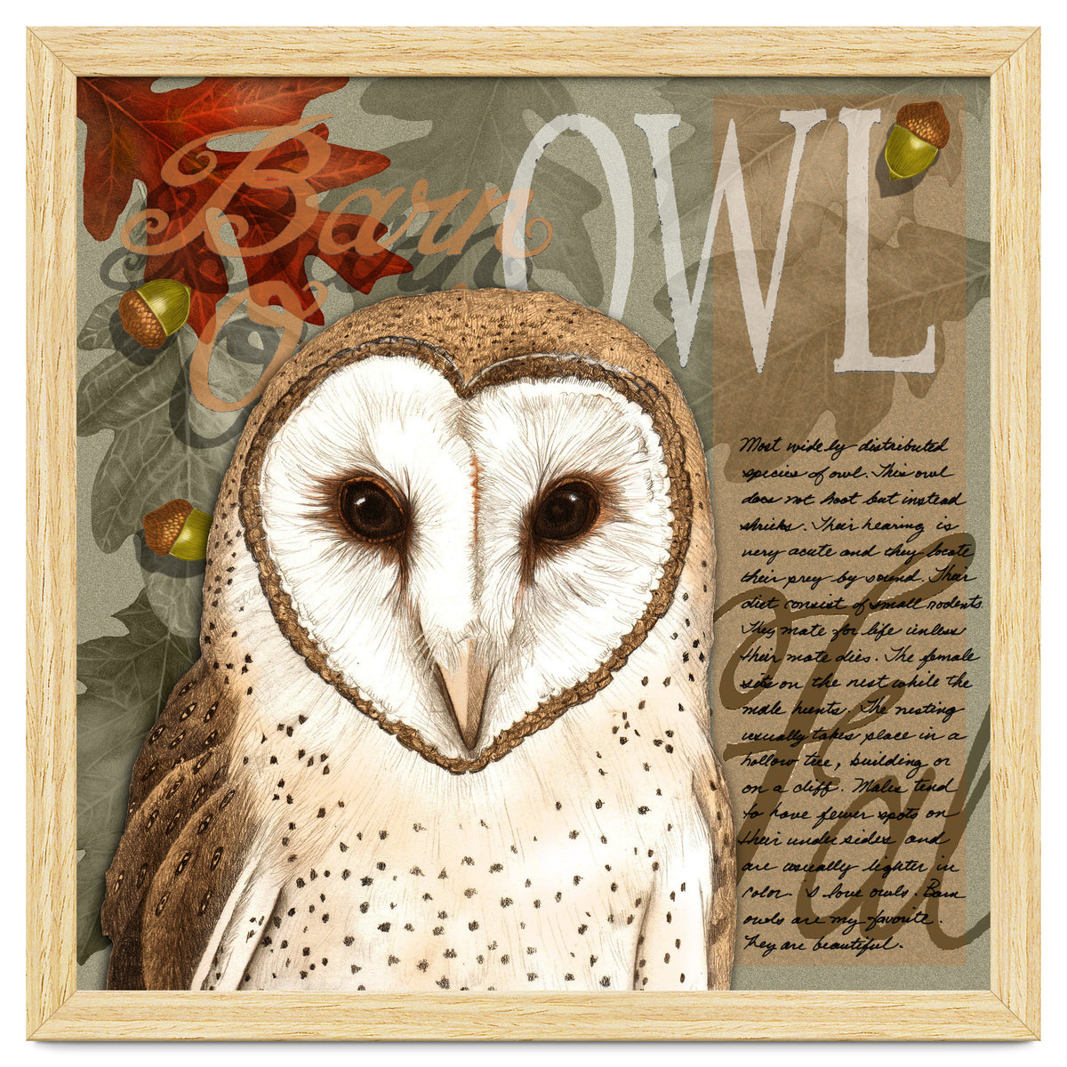 Barn Owl